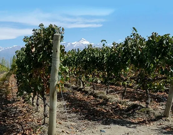 Viñedo de PINER en Agrelo, Mendoza